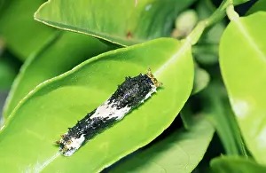 Demodocus: Citrus Swallowtail Butterfly larva / caterpillar