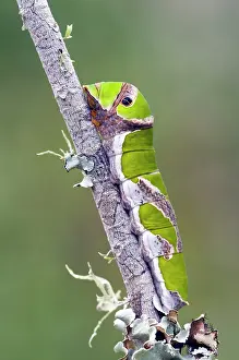 Swallowtails: Citrus Swallowtail Butterfly - mature caterpillar