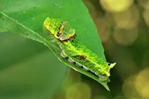 Swallowtails: Citrus Swallowtail / Christmas Caterpillar