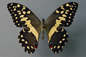 Sequence: Citrus Swallowtail Under Normal Light (1 of 2)