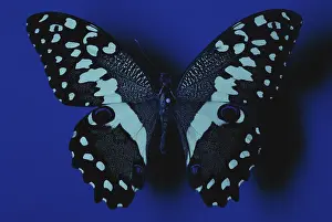 Sequence: Citrus Swallowtail Under UV Light (2 of 2)