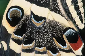 Swallowtails: CITRUS SWALLOWTAIL - WING SCALES
