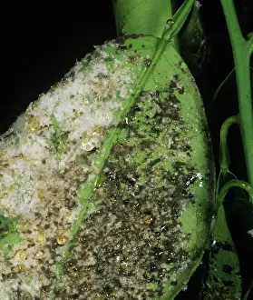 Mold: Citrus Whitefly and sooty mold on leaf