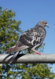 Railing: City domestic pigeon (Columba livia f. domestica)