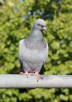 Railing: City domestic pigeon (Columba livia f. domestica)