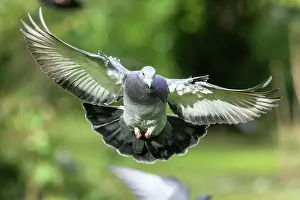 Columba: City dove (Columba livia forma domestica) in flight