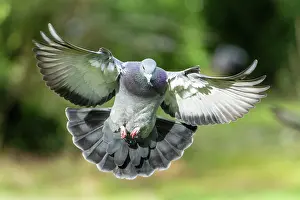 Columba: City dove (Columba livia forma domestica) in flight