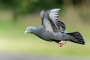 Columba: City dove (Columba livia forma domestica) in flight