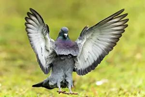 Columba: City dove (Columba livia forma domestica) in flight