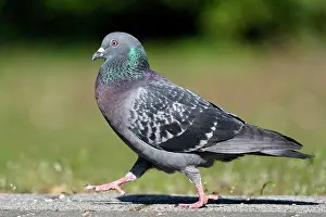 Columba: City dove (Columba livia forma domestica) mating