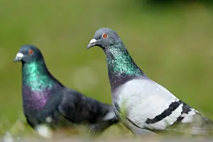 Columba: City dove (Columba livia forma domestica) mating