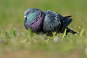 Columba: City dove (Columba livia forma domestica) mating