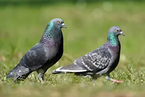Columba: City dove (Columba livia forma domestica) mating