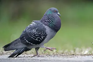 Columba: City dove (Columba livia forma domestica) mating