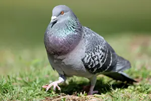 Columba: City dove (Columba livia forma domestica) mating
