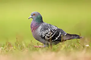 Columba: City dove (Columba livia forma domestica) running