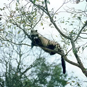 Civet: Civet