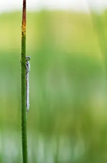 Bluet: Civil Bluet