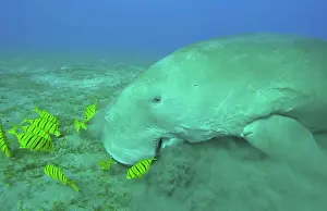 Algae: Ckose-up of Sea Cow (Dugong dugon) eating algae