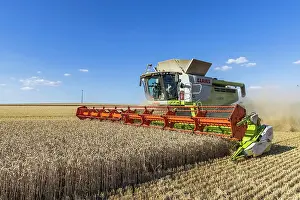 Vehicle: Claas combine harvester, grain harvest, harvesting