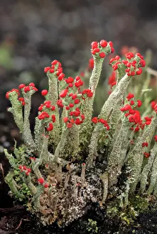 Fairy: Cladonia macilenta - a red-tipped lichen growin