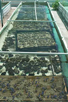 Trays: Clam Farm - Trays of Tridacna maxima foreground