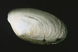 Tertiary: Clam Fossil