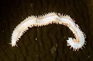 Worm: CLAM WORM (POLYCHAETE WORM)