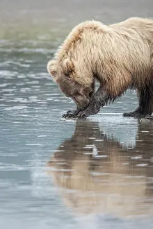Tide: Clamming brown bear reflected at low tide along Cook Inlet