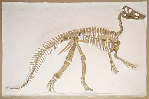 Bipedal: Claosaurus Fossil