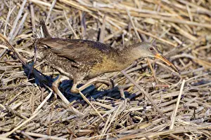 Longirostris: Clapper Rail