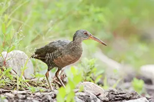 Longirostris: Clapper Rail