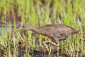 Longirostris: Clapper Rail
