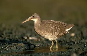 Longirostris: Clapper Rail