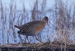 Longirostris: Clapper Rail