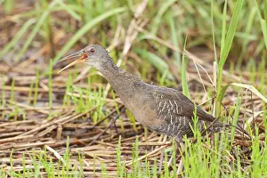 Longirostris: Clapper Rail - calling