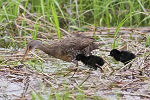 Longirostris: Clapper Rail - with chicks