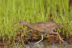Longirostris: Clapper Rail. CT
