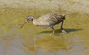 Saltmarsh: Clapper Rail - feeding along edge of saltmarsh in winter