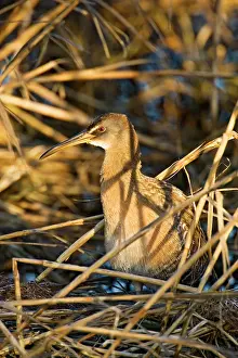 Cameron: Clapper Rail (Rallus longirostris) adult