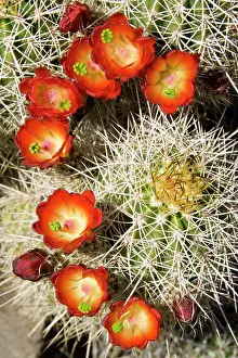 Claret: Claret Cup Cactus