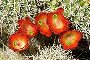 Claret: Claret Cup Cactus