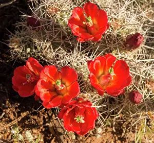 Claret: Claret Cup Cactus