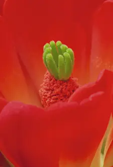 Stigma: Claret Cup Cactus Blossom