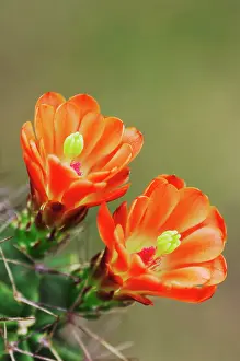 Claret: Claret Cup Cactus (Echinocereus triglochidiatus)