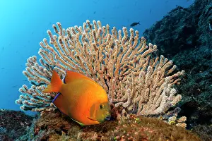Dwellers: Clarion angelfish (Holacanthus clarionensis) and