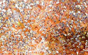 Napoleon: Clark's Anemonefish