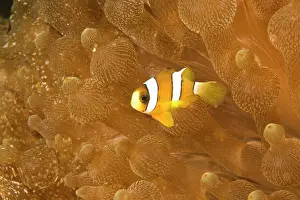Disguise: Clark's Anemonefish (Amphiprion clarkii)