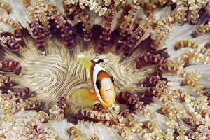 Clownfish: Clark's anemonefish (Amphiprion clarkii) with Glass