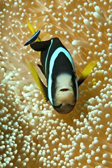 Clarkii: Clark's anemonefish (Amphiprion clarkii), Indian